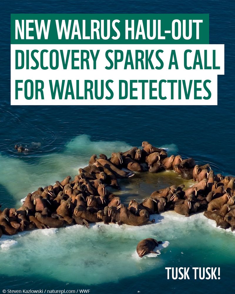 Text reads ‘New walrus haul-out discovery sparks a call for walrus detective’. Smaller text in the bottom right corner reads ‘Tusk tusk!’. Image of a group of walrus hauled up on a rock, surrounded by blue water in bright light. 