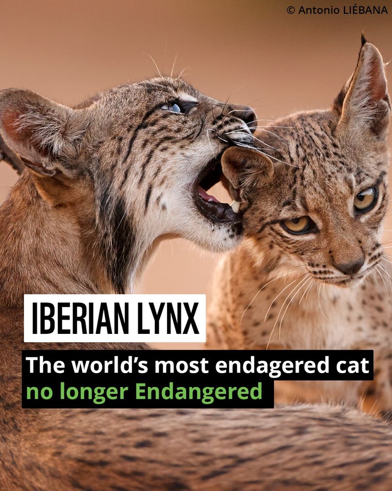 Text in black boxes reads: Iberian lynx, the world's most endangered cat, no longer endangered. A mother Iberian lynx has its mouth open around the ear of a baby lynx. 
