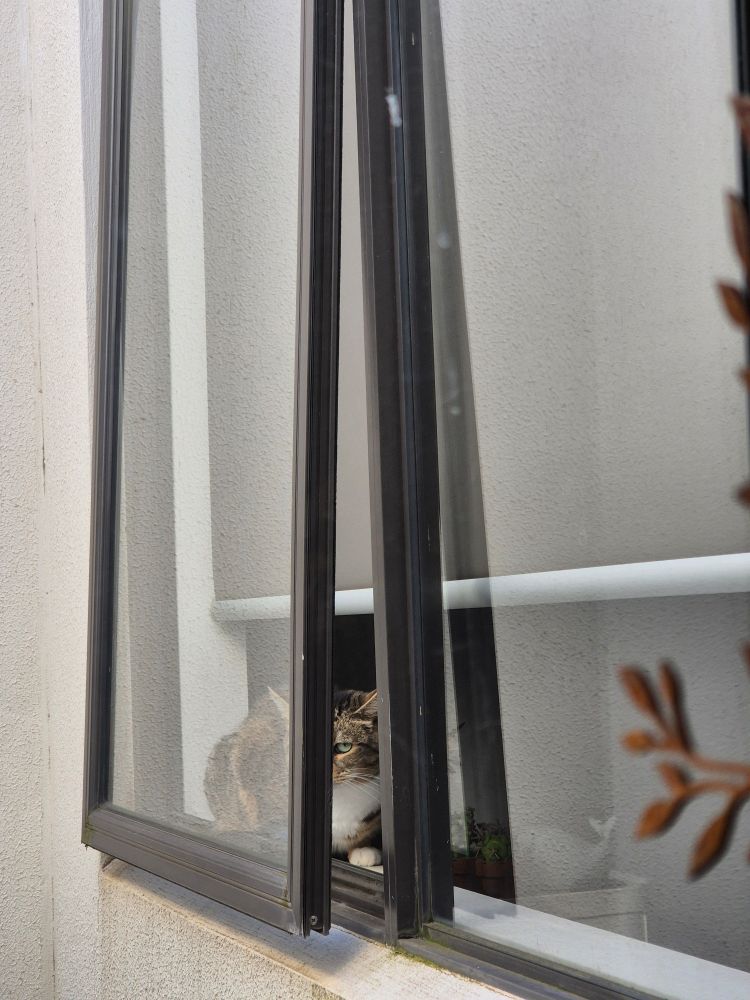 A moggie cat in the window, green eye.