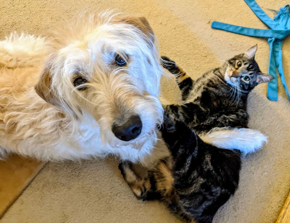 A cream colored dog has his paw playfully over a grey tabby as they both stare into the camera