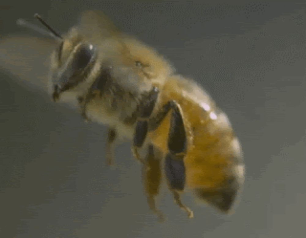 a close up of a bee flying on a gray background