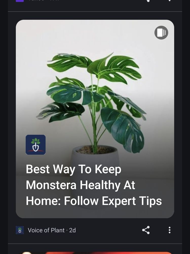 Screenshot of a clickbait article with the title "best way to keep a Monstera healthy at home: follow expert tips" over a stock photo of a fake plant