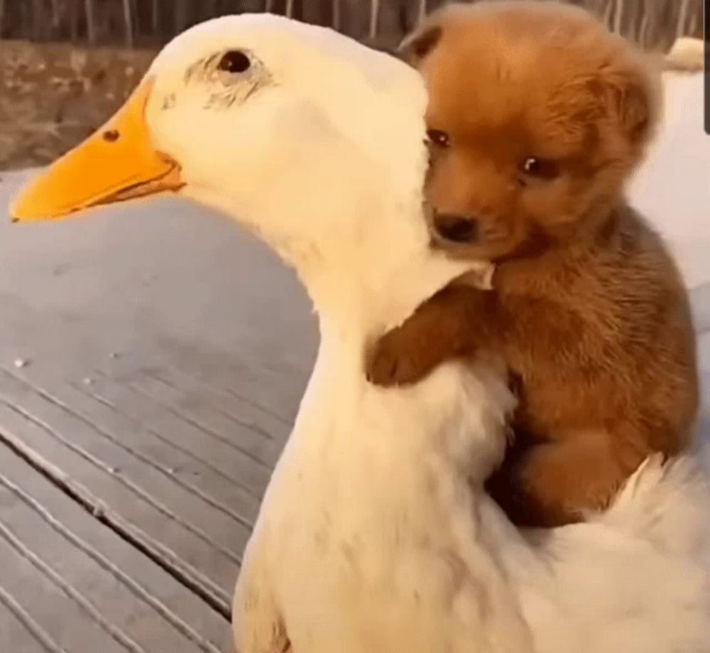 a puppy is sitting on the back of a duck