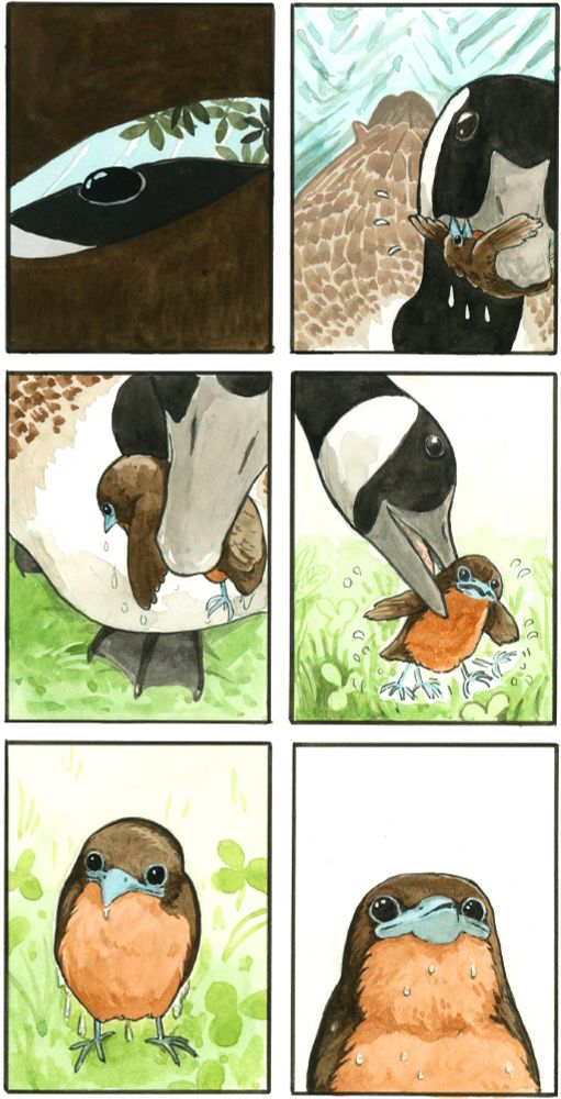 Through Fledgling's half-opened eyes, we see the side of the goose's head with tree leaves above. The little chick comes to and panics as she realizes she is in the beak of a goose. She goes limp, dripping wet, as the goose steps onto the grassy shore. The goose sets Fledgling down, who is frantically flailing her feet. She sits, observing her surroundings, soaked. She looks up...