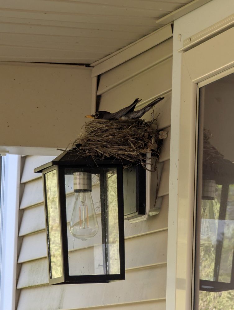 A robin nesting comfortably and dry on top of my front door porch light.