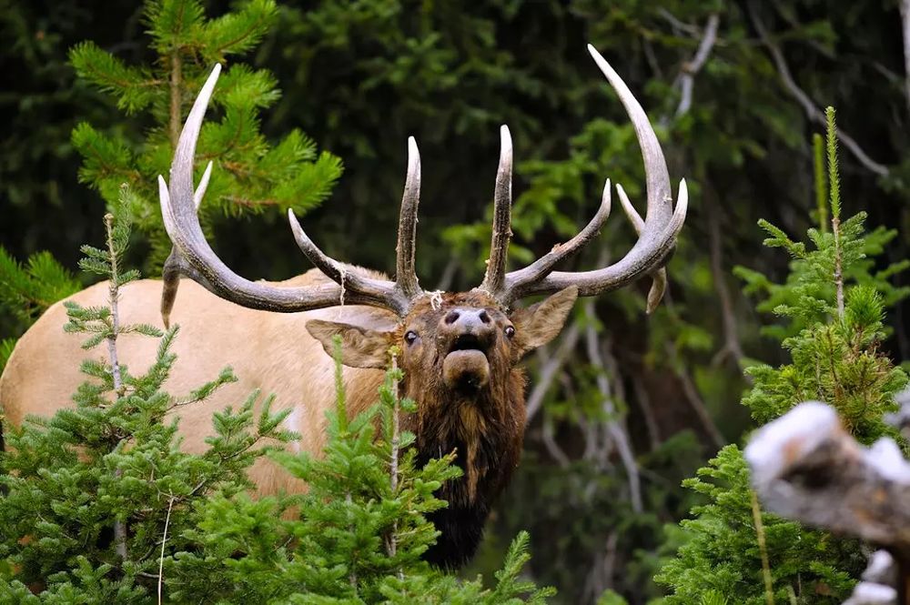 Elk Bull - Photo Credit: Thomas Groberg
