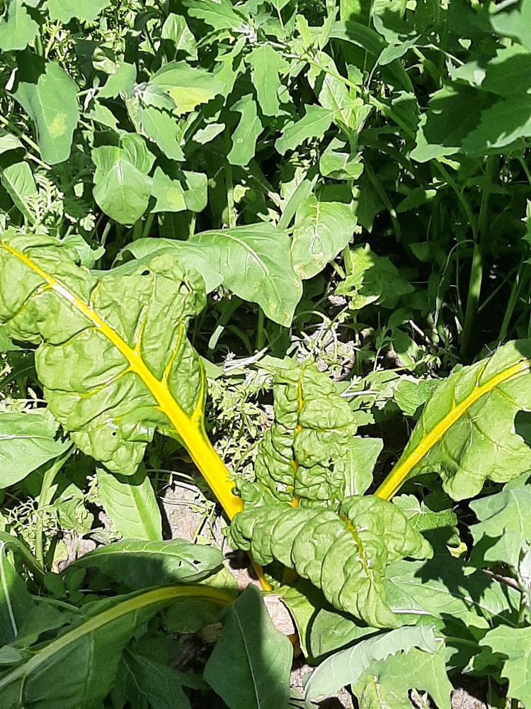 Spontaan opgekomen snijbiet.