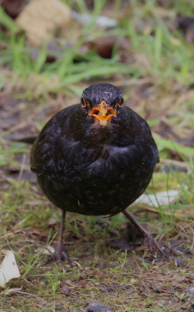 Blackbird making a stand and looking straight at the camera.