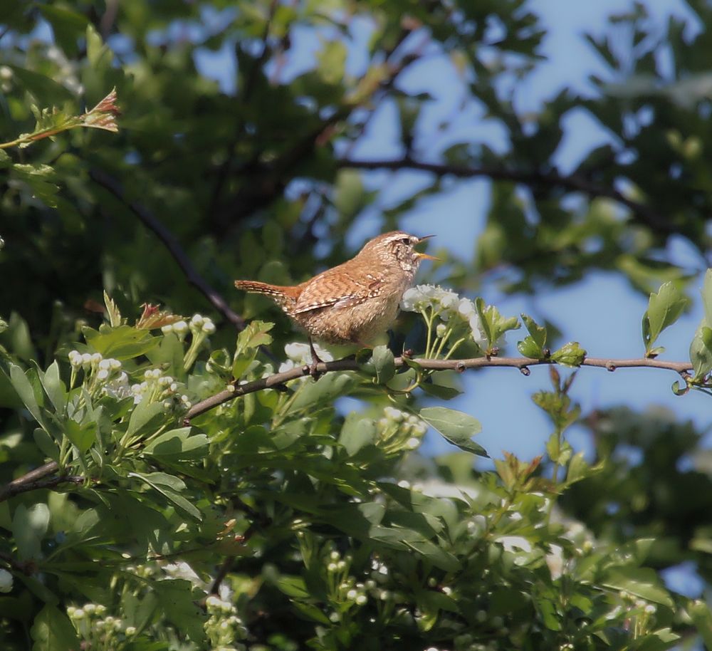 Wren perched on a branch and singing in the morning light.