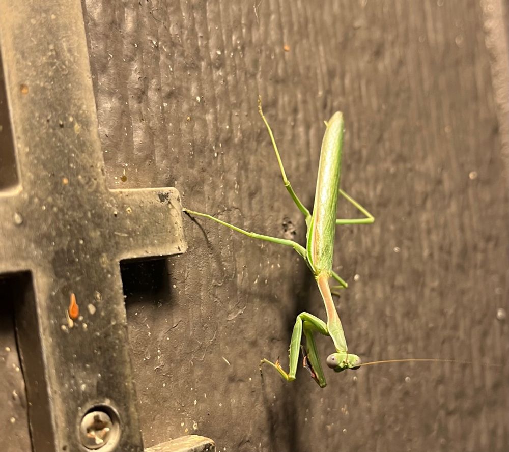 Arizona mantis perched on the side of a brown house