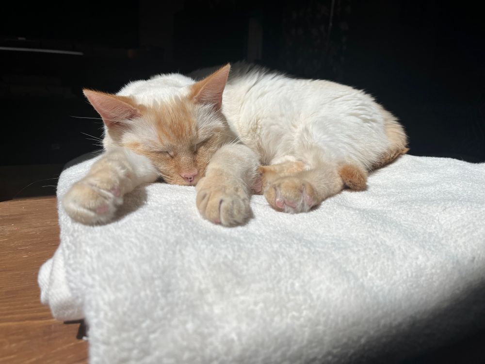 A whitish-tan cat with darker ears, nose, and paws and pink toe beans sleeps, front paws extended, in the sun on a folded white towel.