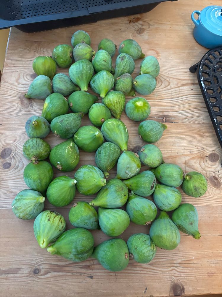 Impressive green fig harvest from suburban garden