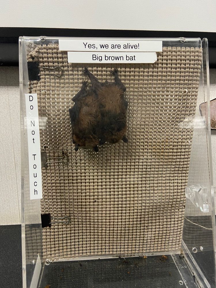Two big brown bats roosting next to each other in a clear show box. The label says “Yes, we are alive!”
