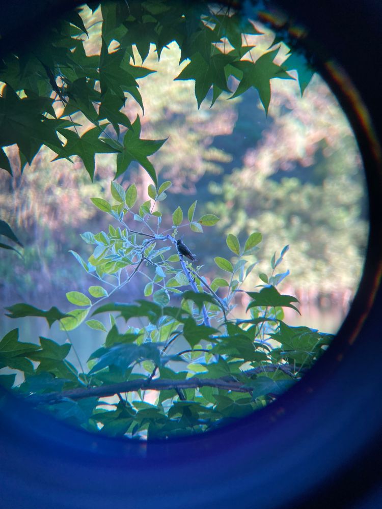 Anna’s hummingbird perched on branch near the American River. Iphone photo through binoculars.