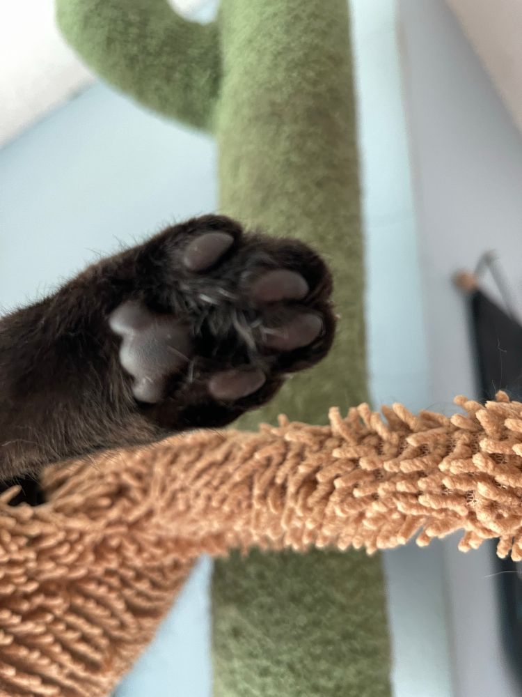 Image of a black oats paw. The paw has four pads for each digit and a middle metatarsal pad. The first digit and partial pad are not visible. She is sleeping in a fuzzy beige cat tower. In the background you can see a green boucle part of the cat tower. 