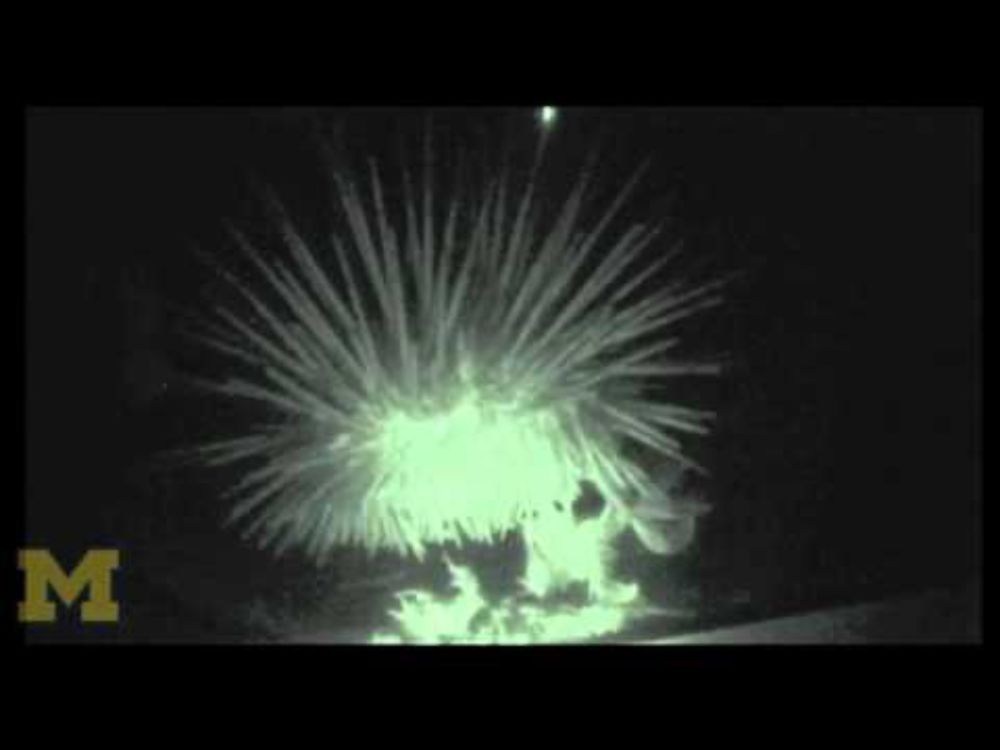 Sea Urchin Predators Drive Evolution