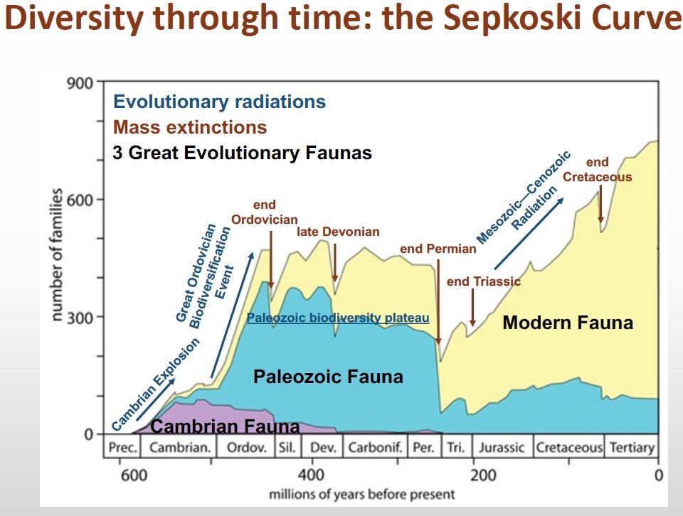 Graph of the geologic history of biodiversity through time with major events (radiations, mass extinctions, etc.) labeled and the 3 Evolutionary Faunas identified