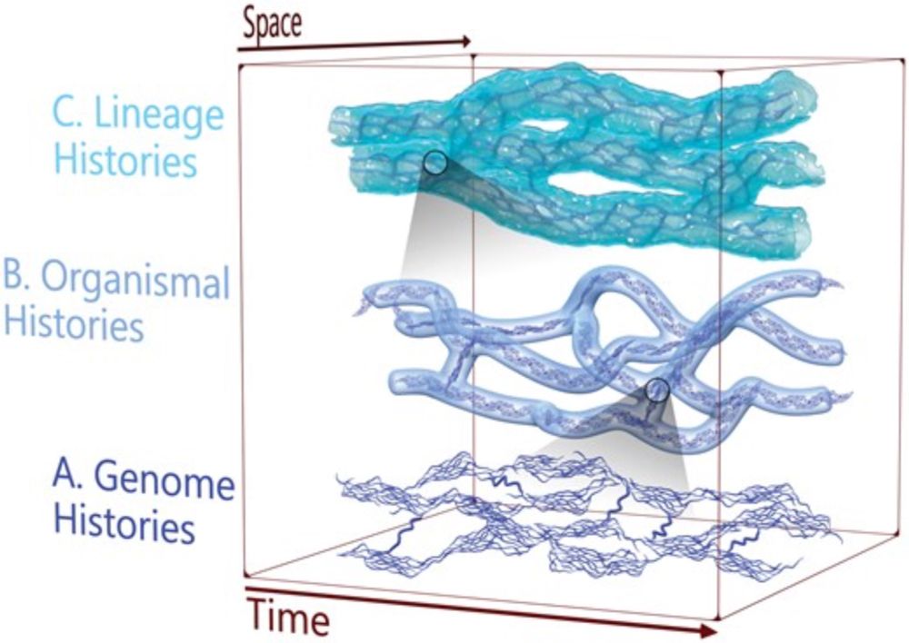 Tangled banks, braided rivers, and complex hierarchies: beyond microevolution and macroevolution