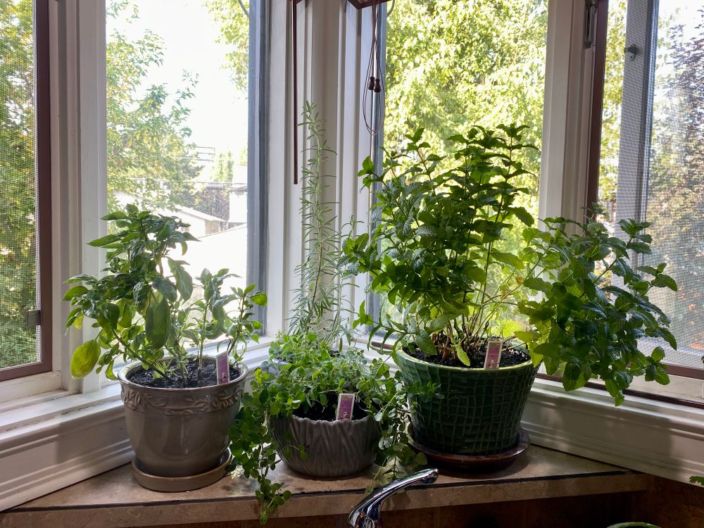 Four ceramic pots containing basil, rosemary, safe, and mint in a corner window over a kitchen sing. 