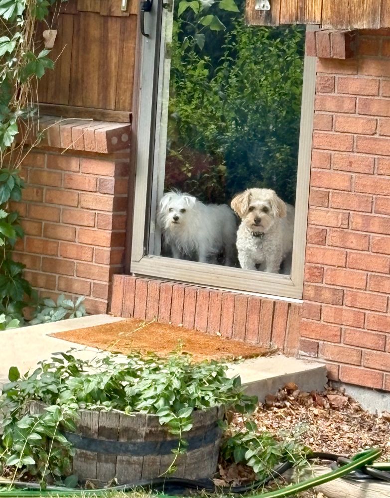 Two small dogs standing at a glass door, with mint and other greenery reflected around them.