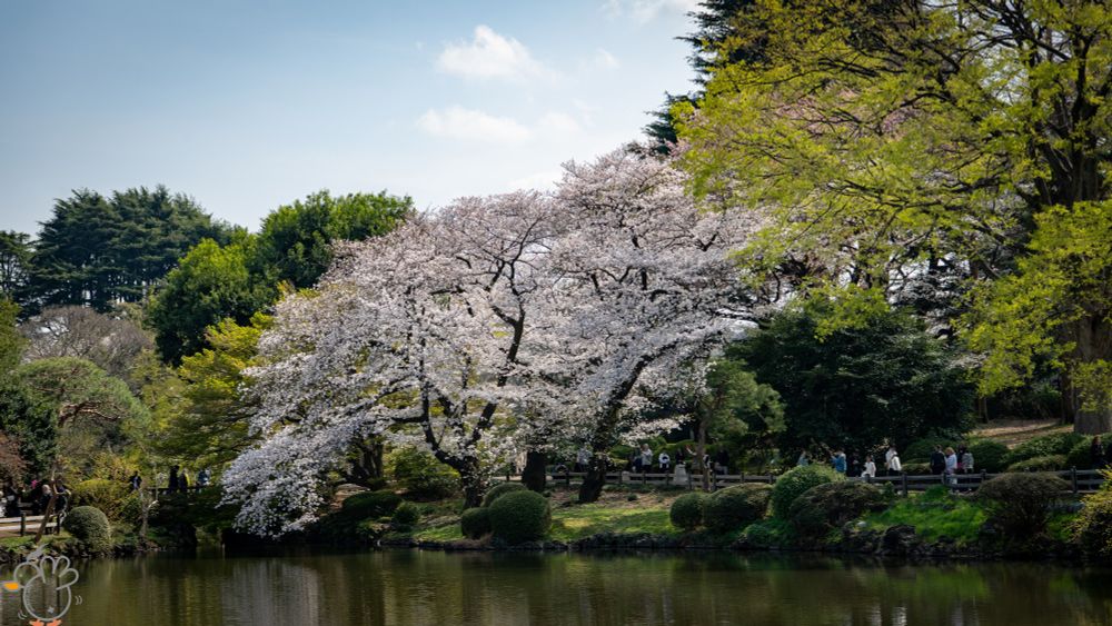 Shinjuku Gyoen National Garden, Tokyo.
D850, AF-S NIKKOR 24-70mm f/2.8E 65mm, f/8.0, 1/125s