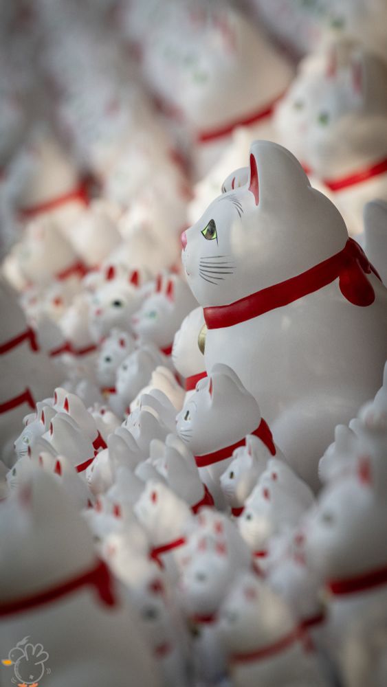 Japanise Fotune Cat, Gotokuji Temple, Tokyo
D850, 70-200/2.8, 185mm(Croped), f/5.0, 1/640
