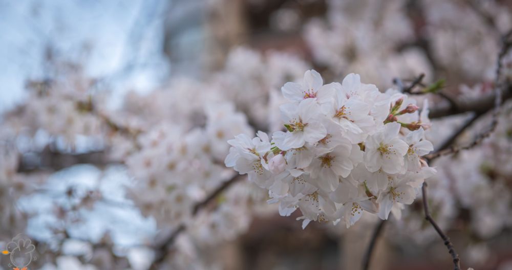 Meguro River, Tokyo
D850, AF-S NIKKOR 24-70mm f/2.8E 70mm(Croped), f/4.5, 1/200s
