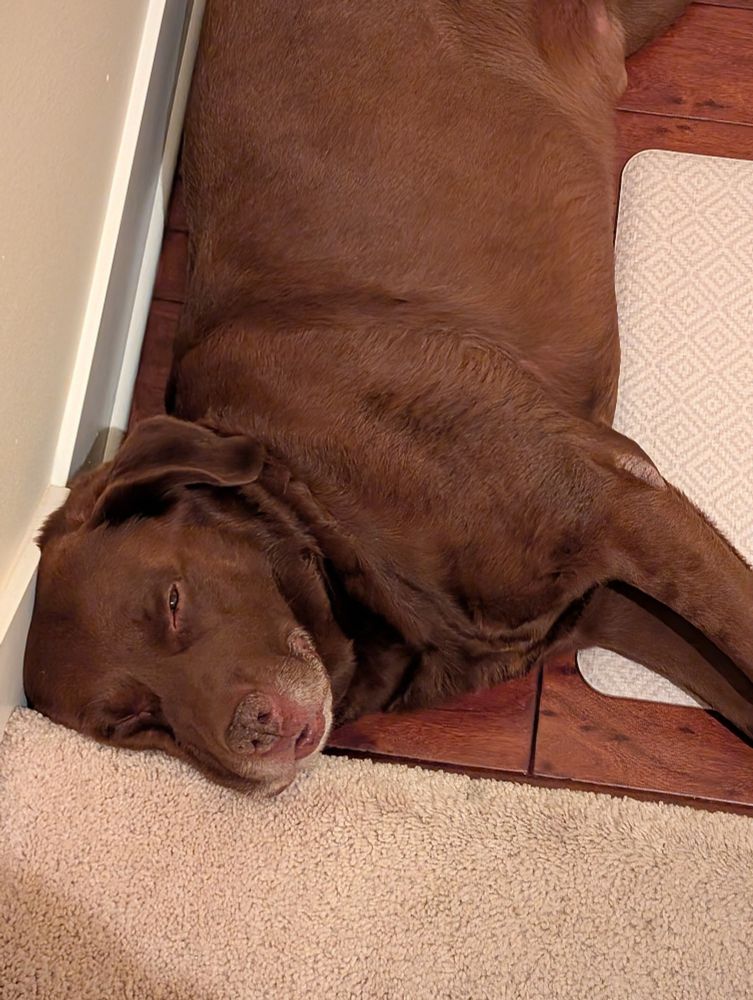 dog lying at the beginning of a staircase