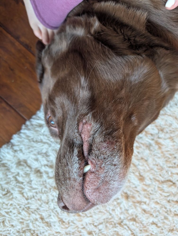 dog lying on the floor with one tooth visible