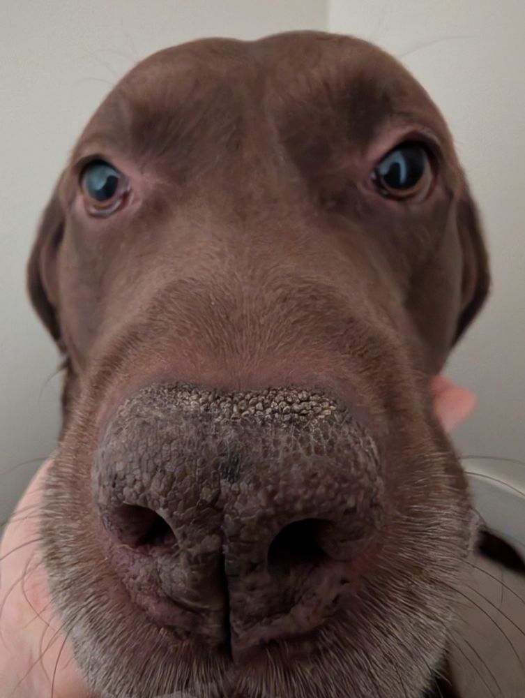 dog looking at you