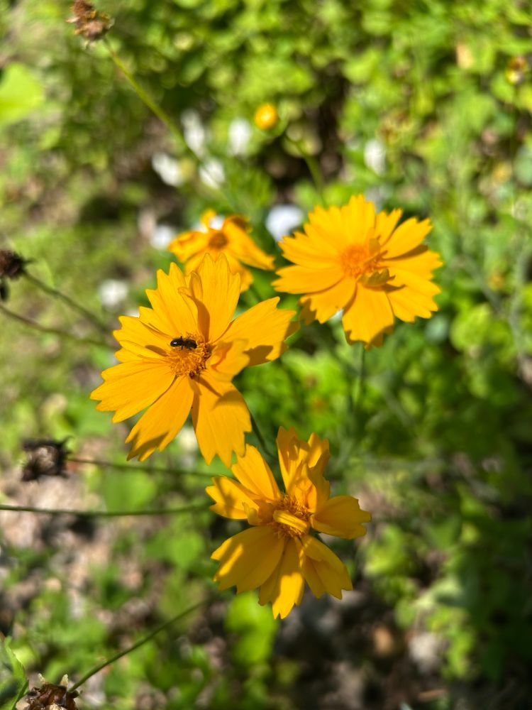 Yellow-orange coreopsis, partially shaded, one with a little black insect in the center