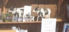 Three ceramic cows on a wooden shelf facing the same way