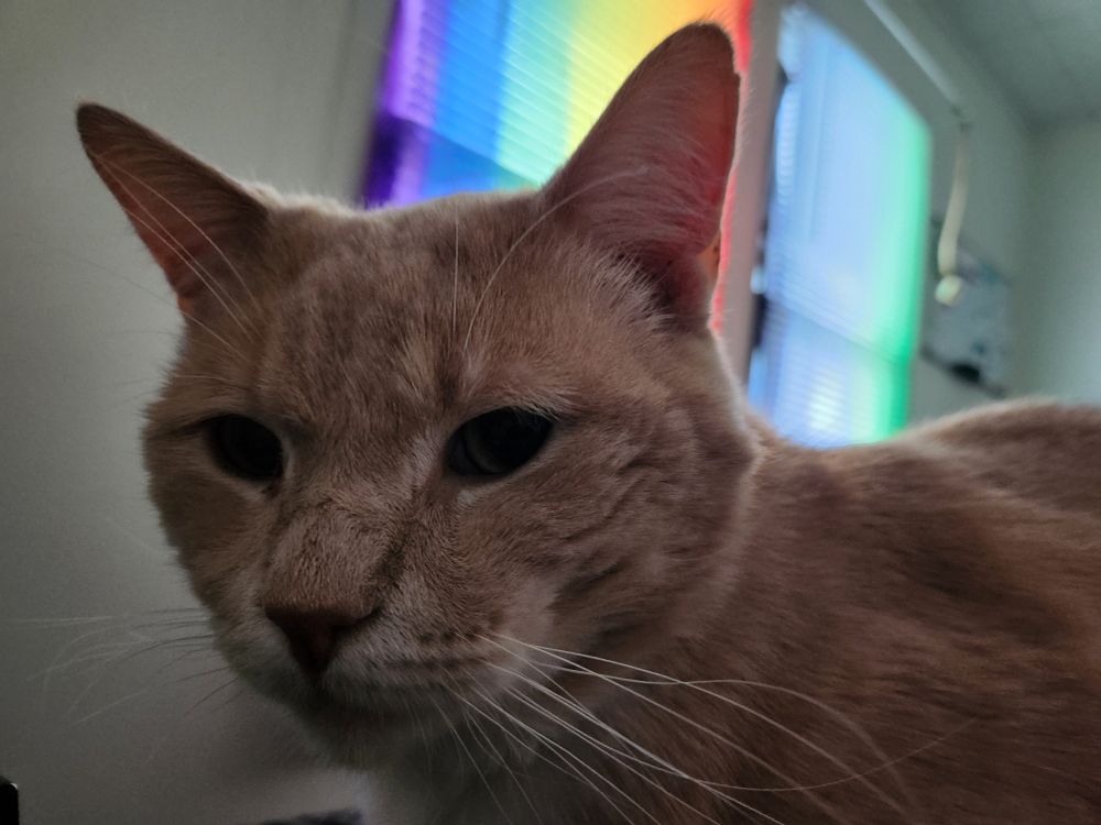 An orange tabby with bits of white fur around his nose, and a thousand-yard stare that dreams of Fran Tarkenton.
