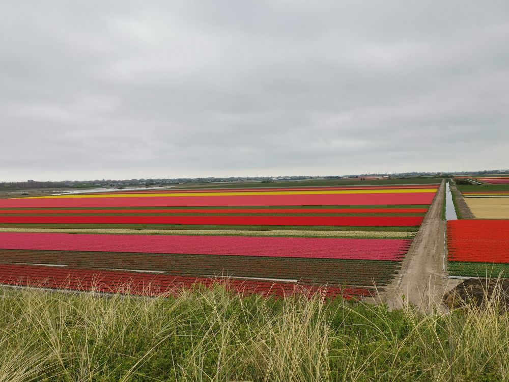 Im Vordergrund Dünengras. Dahinter der Blick auf ein großes Tulpenfeld, auf dem in breiten Streifen Tulpen in unterschiedlichen Rot- und Rosetönen, weiss und gelb zu sehen sind. 