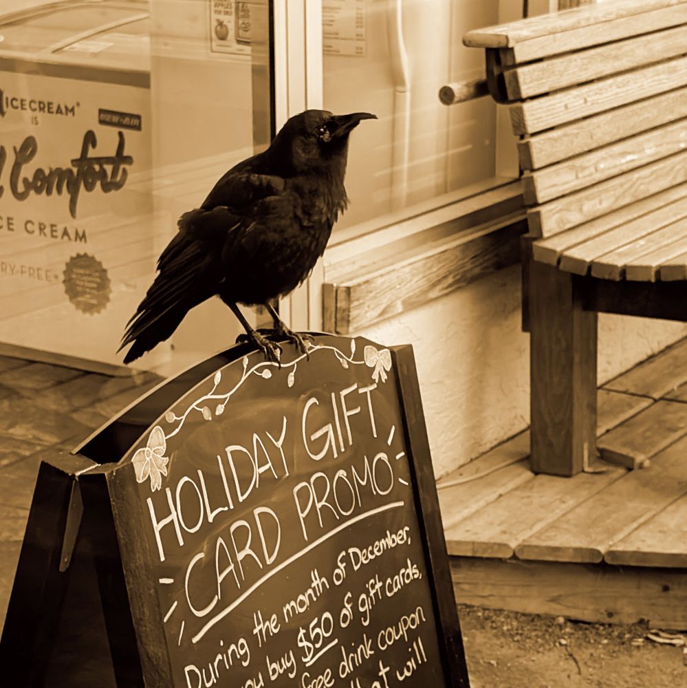 A crow with a broken beak sits perched on a sandwich board advertising a "Holiday Gift Card Promo". 