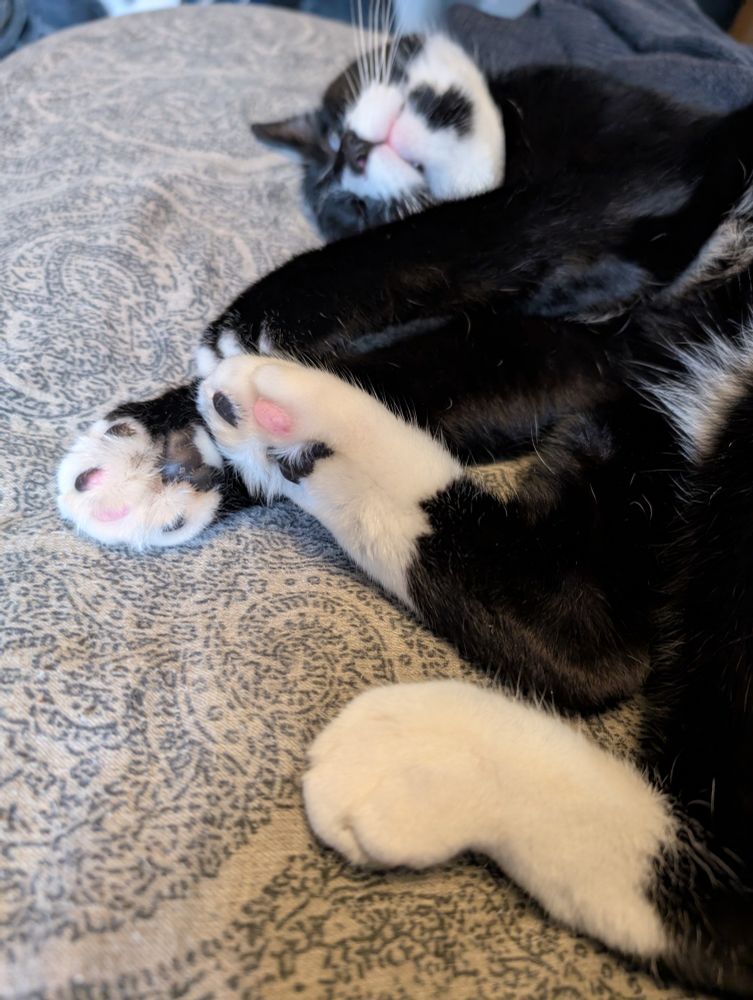 A sleeping tuxedo kitty with his paws all bunched together. I swear this boy is all feet. His name is Omelette, but we call him Squeaks.