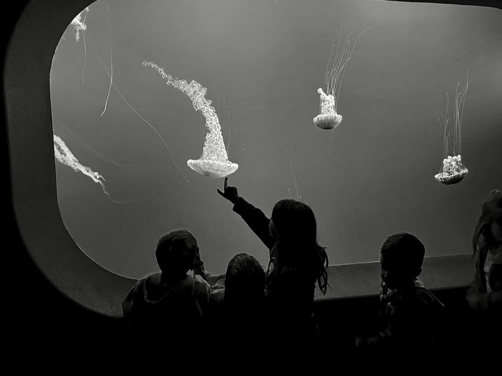Monochrome pic of children looking at jellyfish 