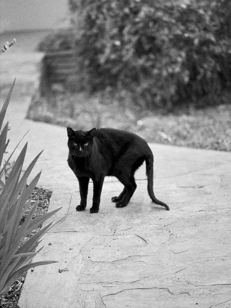 Monochrome pic of a black cat