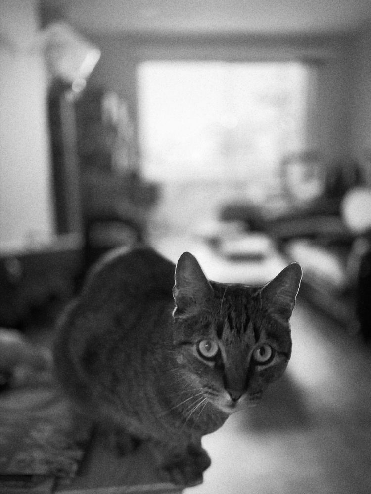 Monochrome Theo the cat