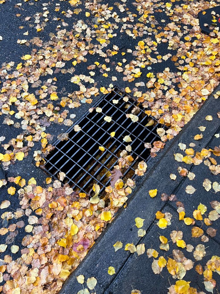 Catch basin partially covered in yellow leaves. 