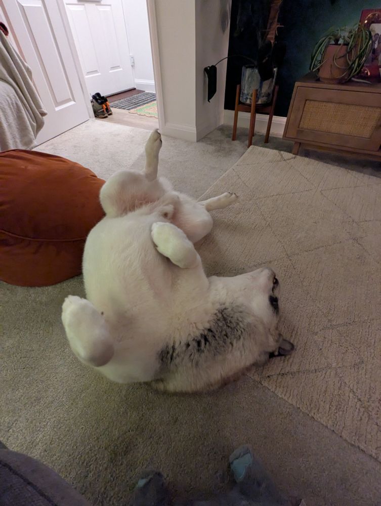 Dog being silly on it's back