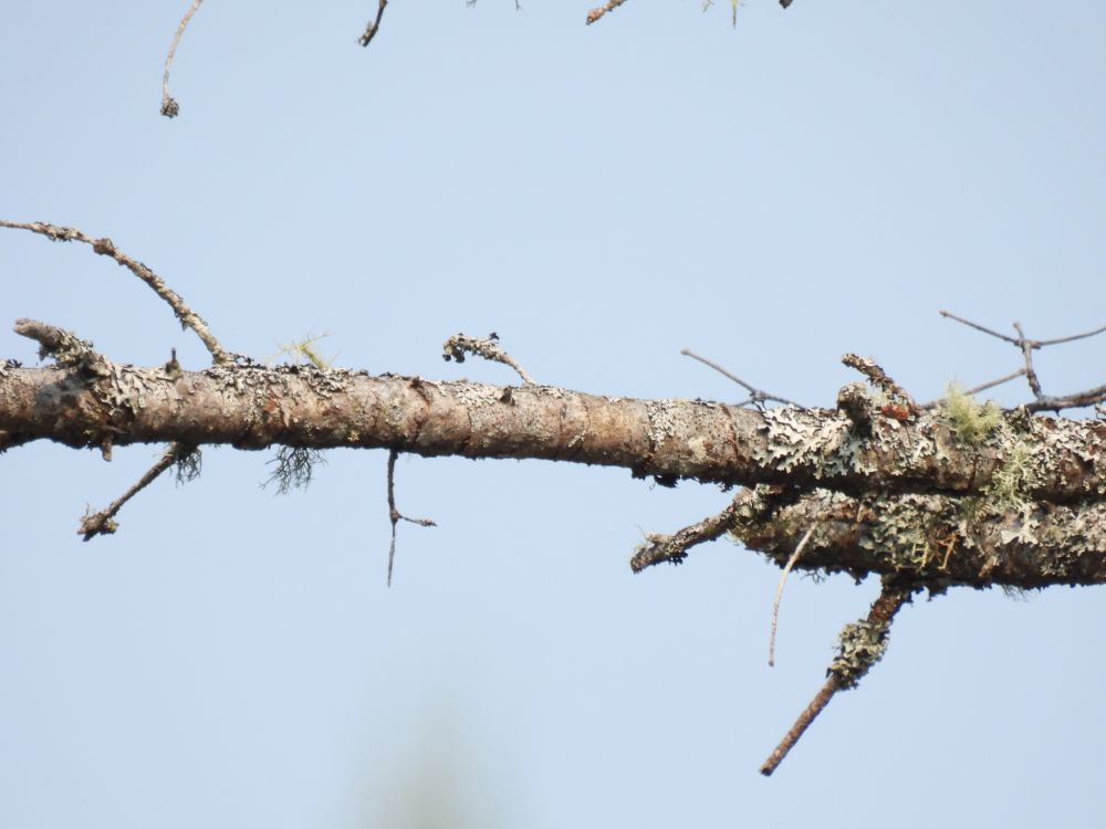A photo of an empty spruce branch, where there was once a bird.