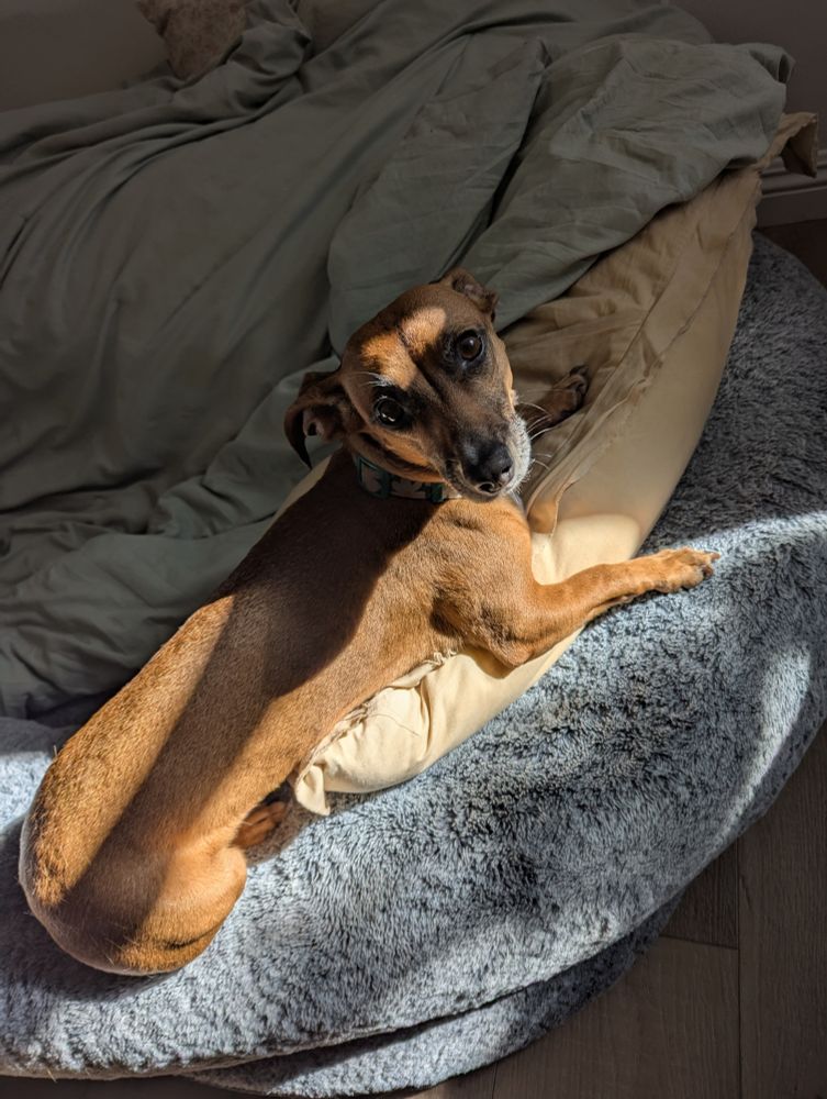 A chiweenie named Pumpkin sunning herself on a dog bed