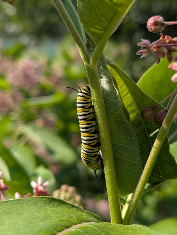 a large monarch caterpillar rests vertically on a stalk of milkweed, the caterpillar's host plant.