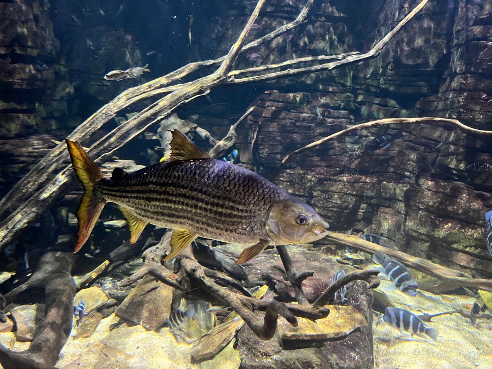 Fish