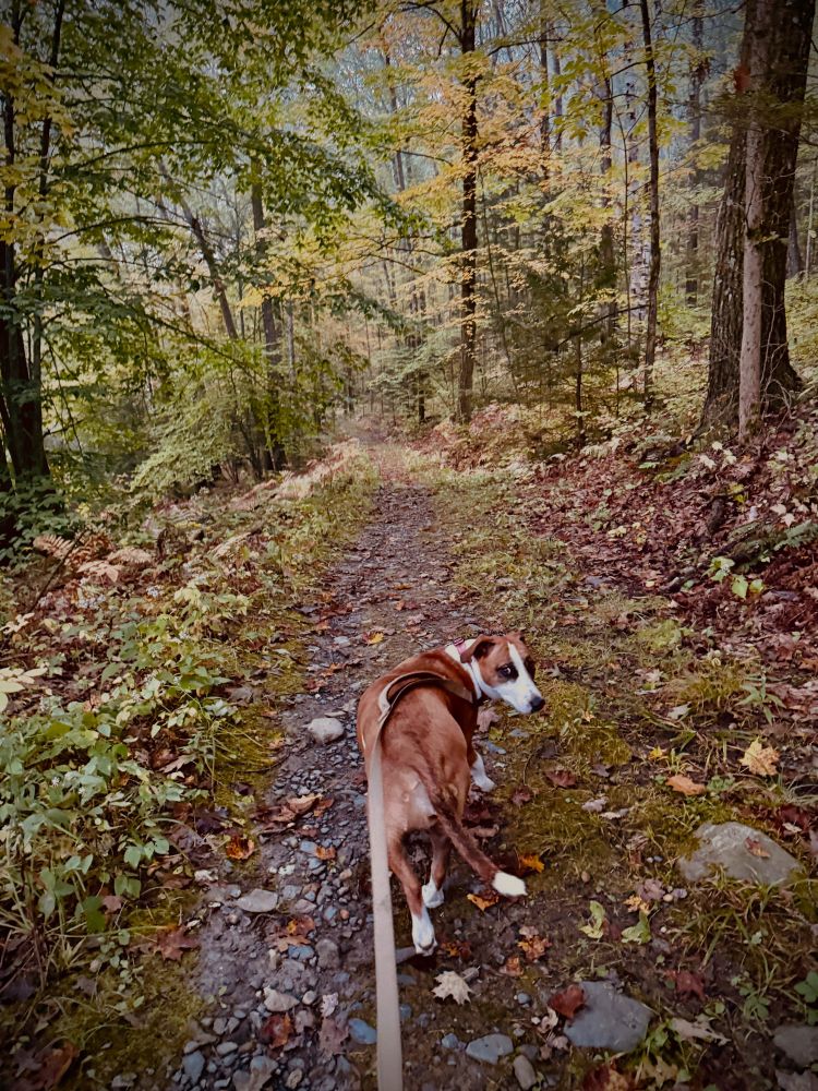 A smol dogface in the woods