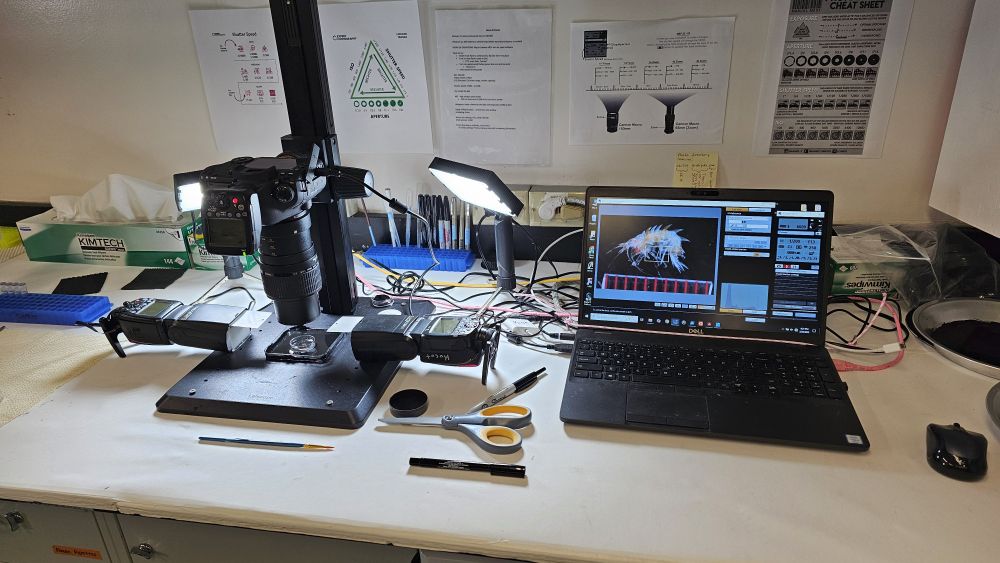 Kocot lab macro photography setup in use by the IcyInverts team during RVIB Nathaniel B. Palmer cruise NBP25-01 in the hydro lab.