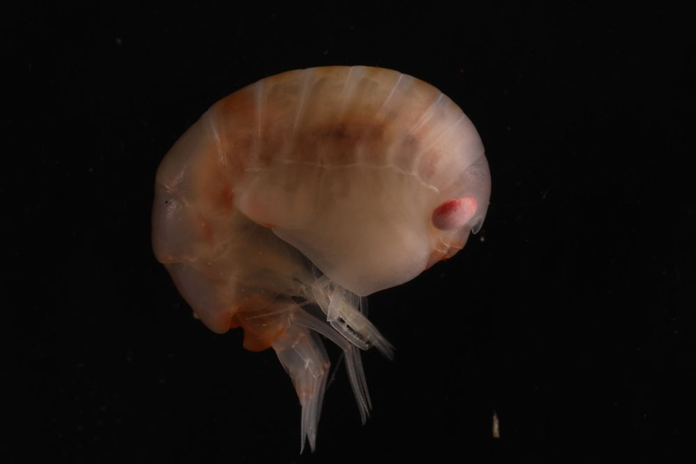 Epimeria walkeri (Amphipoda) collected using an epibenthic sledge during NBP25-01. Photo by Kevin Kocot.