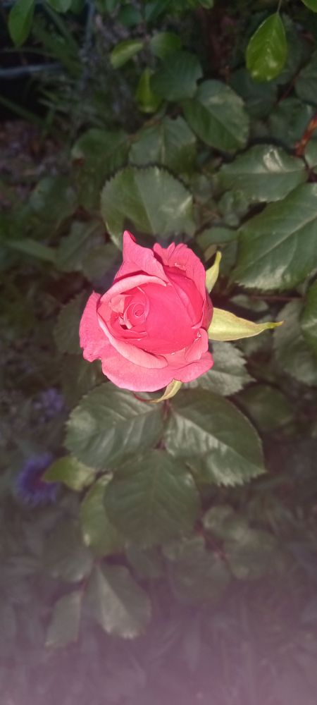 Pink rose