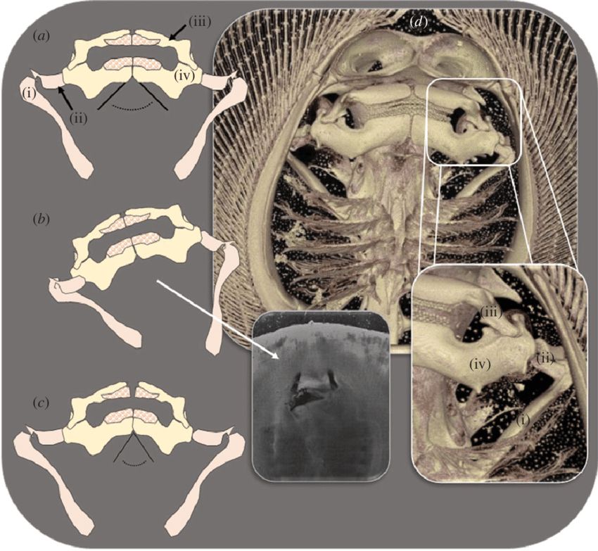 3d skeletal scan and Diagram showing the jaws and hyoid arch of a stingray, with multiple views of it bending left and right 